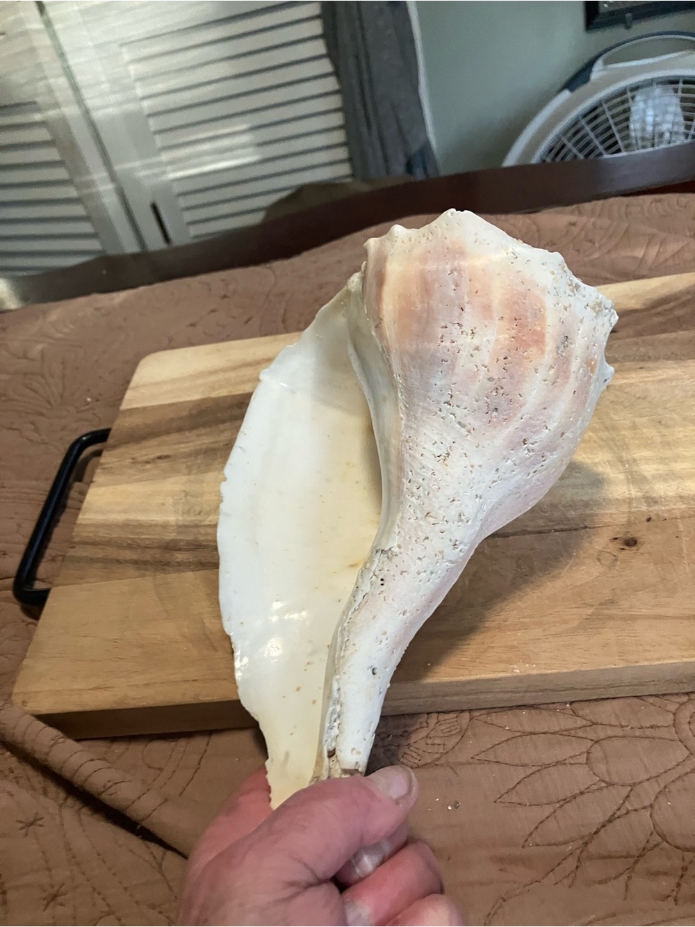 Large Lightning Whelk White Shell - Picture 5 of 9